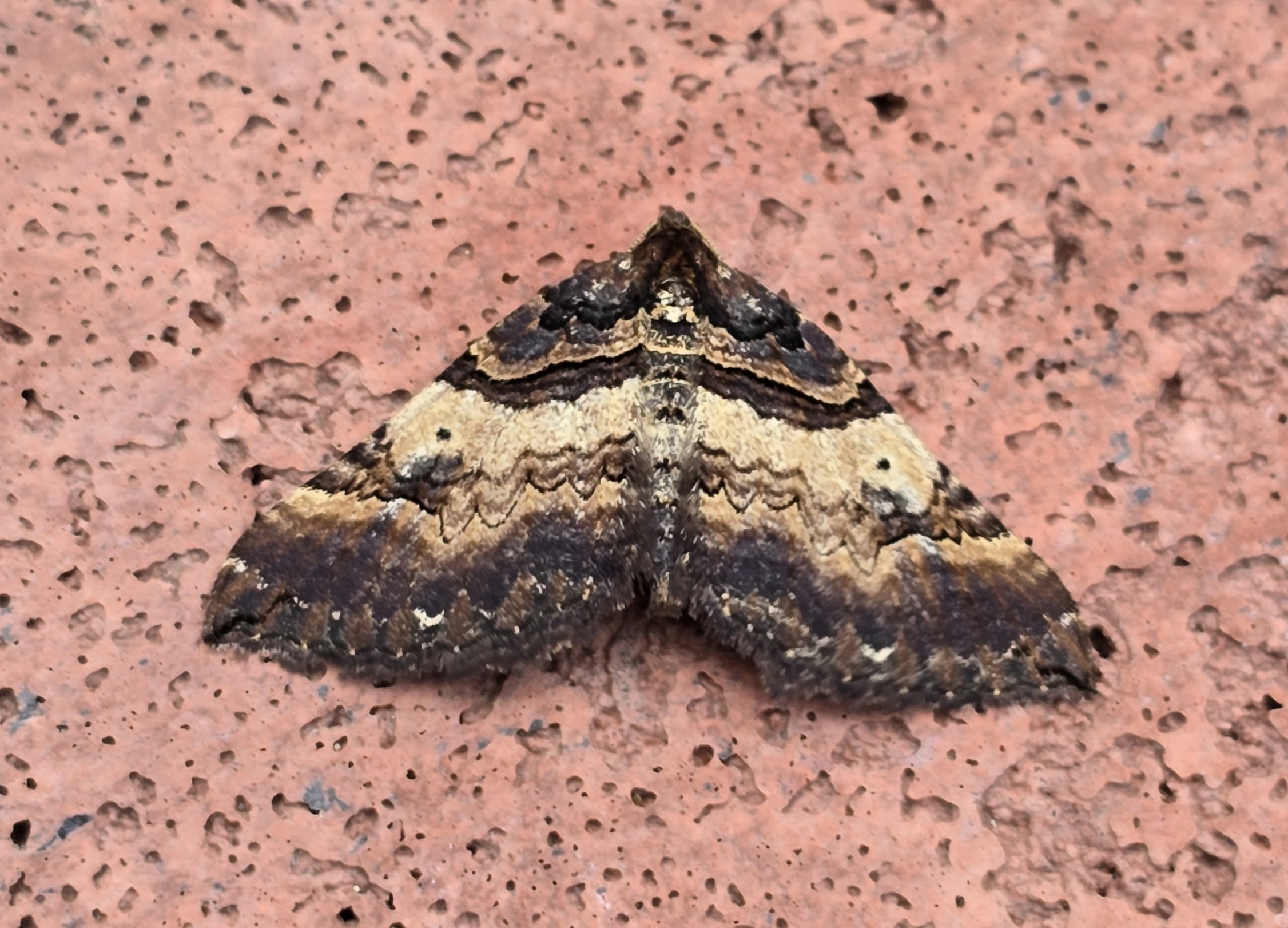 Photo of Shoulder Stripe (Earophila badiata)
